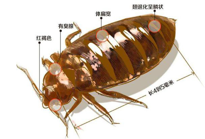 灭臭虫