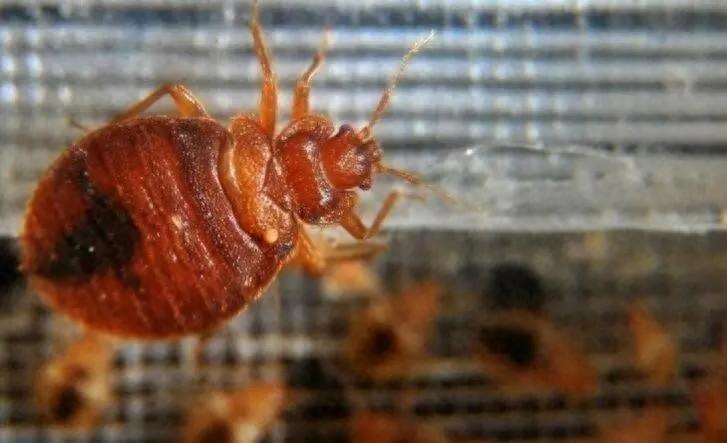 灭臭虫的最好方法_灭臭虫用什么药最好_如何杀灭臭虫害虫防治