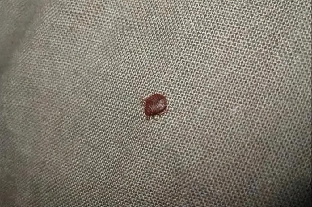 如何杀灭臭虫害虫防治_灭臭虫的最好方法_灭臭虫用什么药最好