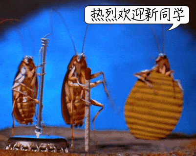 灭蟑螂图片大全_蟑螂灭蟑螂_蟑螂灭除方法