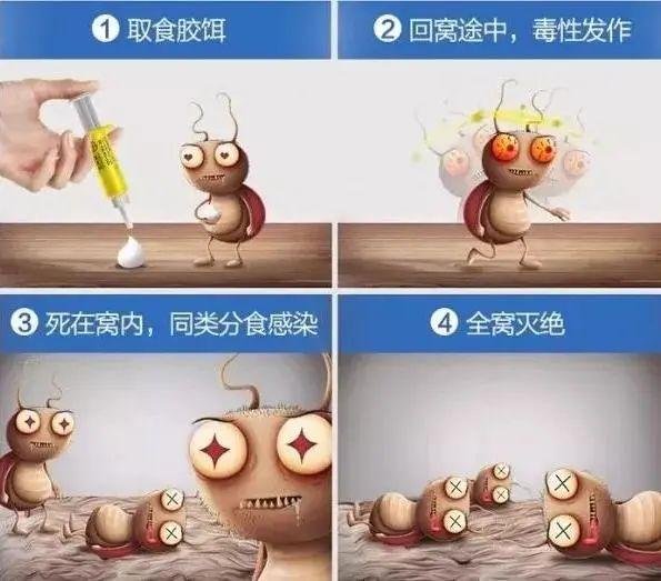 灭蟑螂图片大全_蟑螂灭蟑螂_蟑螂灭除方法