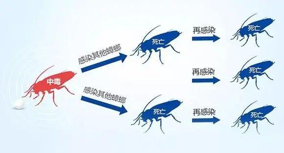 蟑螂灭蟑螂_蟑螂灭除方法_灭蟑螂图片大全